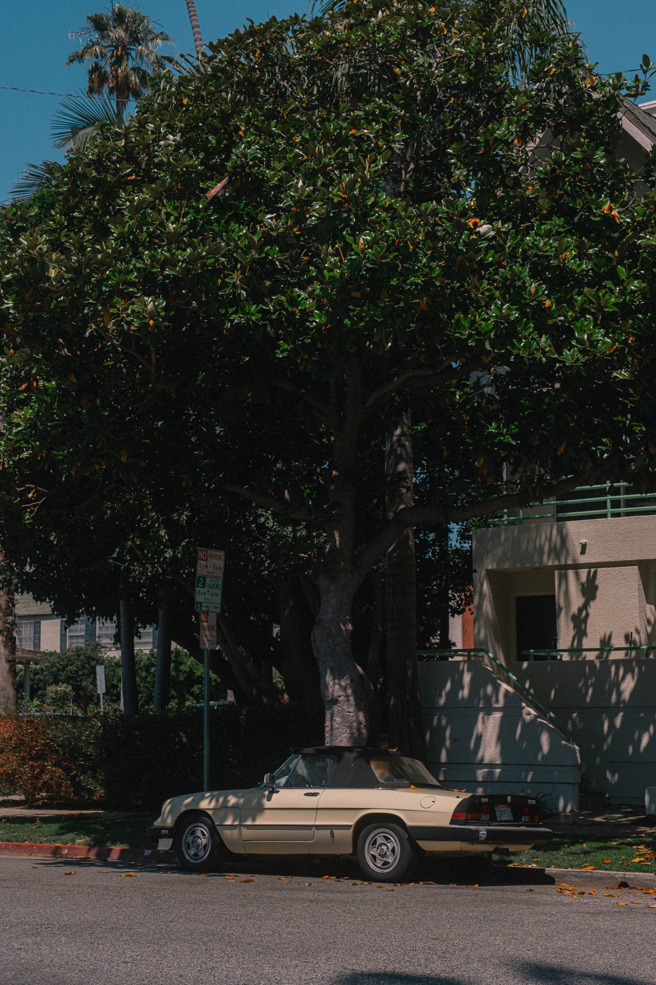 Old-Car-Under-a-Santa-Monica-Tree-1.jpg