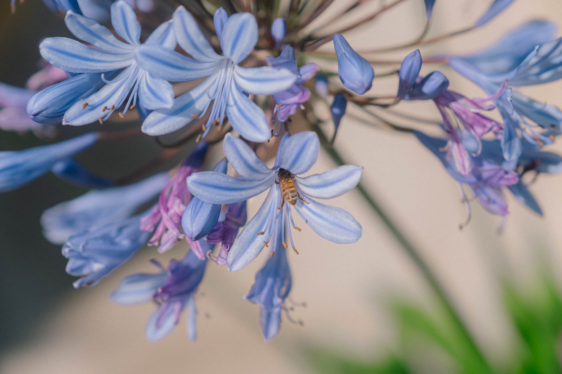 Bee-in-Blue-Flower.jpg