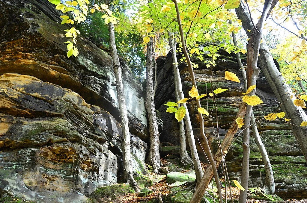 Trees growing next to stony ledge