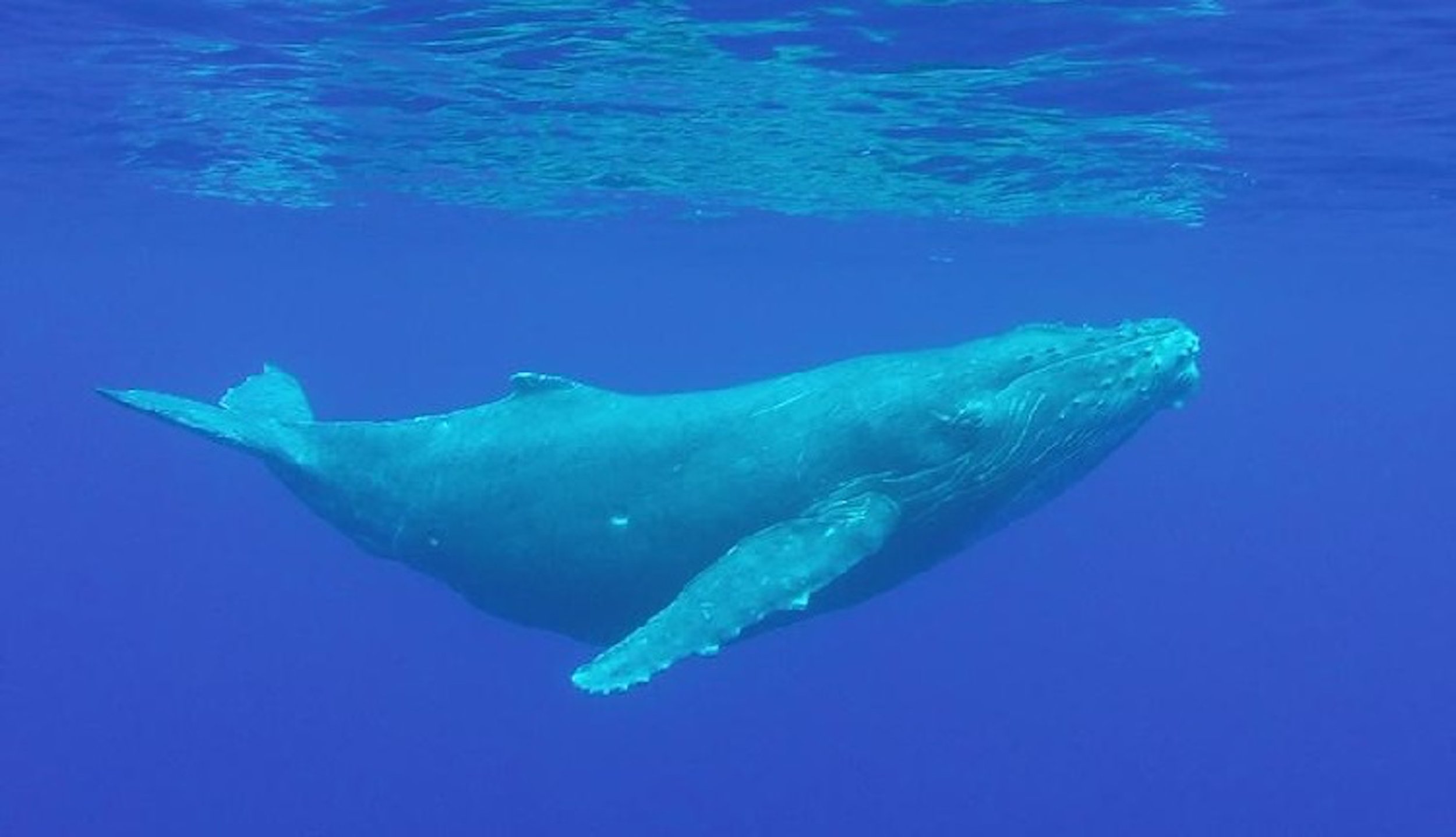 CATALYST PLANET - Humans are Leading Blue Whales Towards Extinction in Sri  Lanka via Pollution, Shipping and more