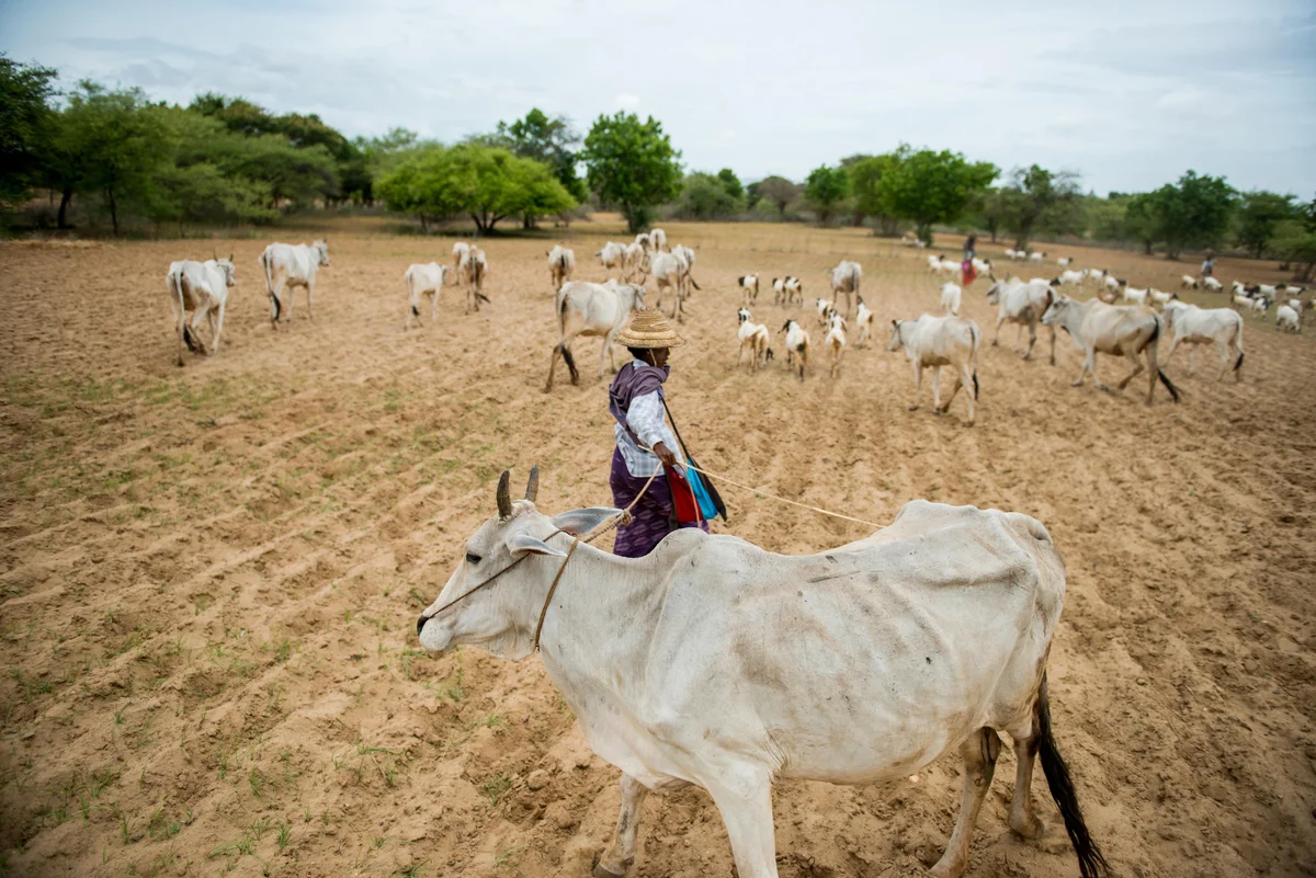  Cow herder working near the temples. 