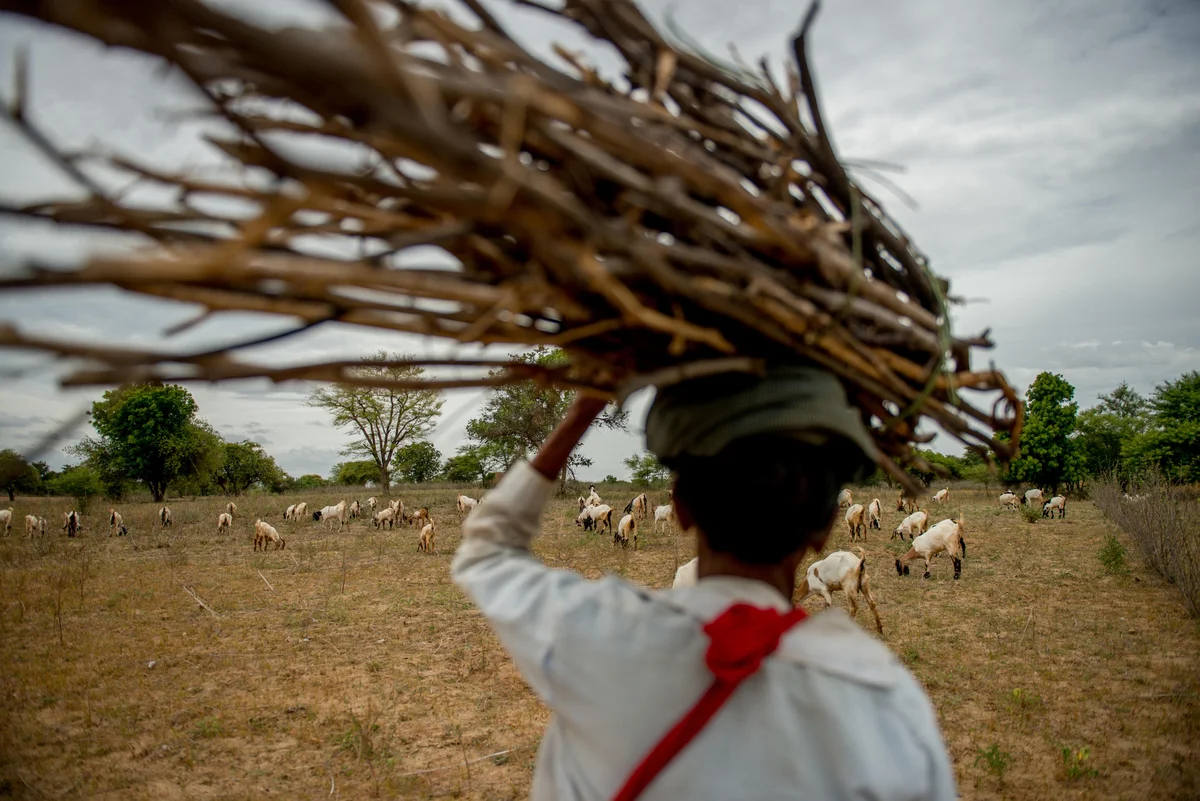  Cattle herder leads her herd through temples and stupas of Bagan. 