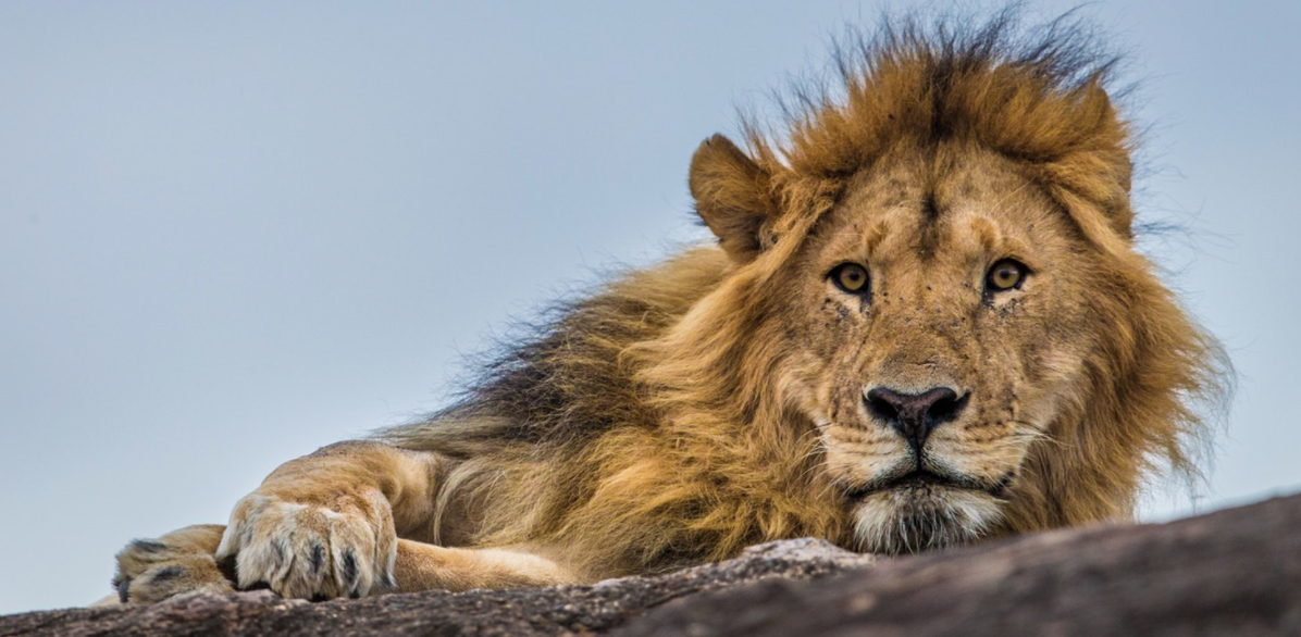 The Lion Guardians