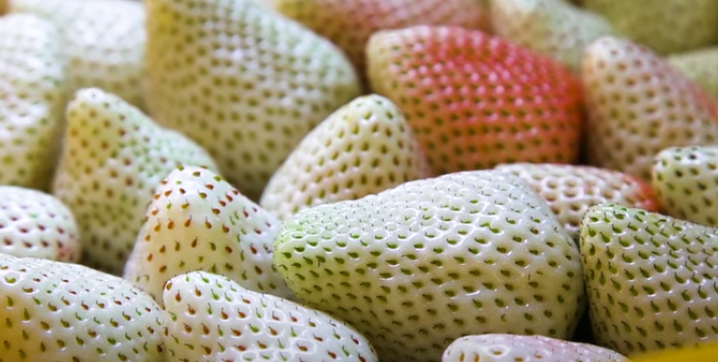 Cultivating Japan’s Rare White Strawberry