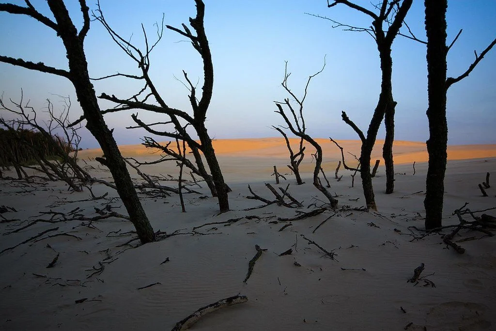 Glitches in Nature: Poland’s Crooked Forest and Moving Sand Dunes
