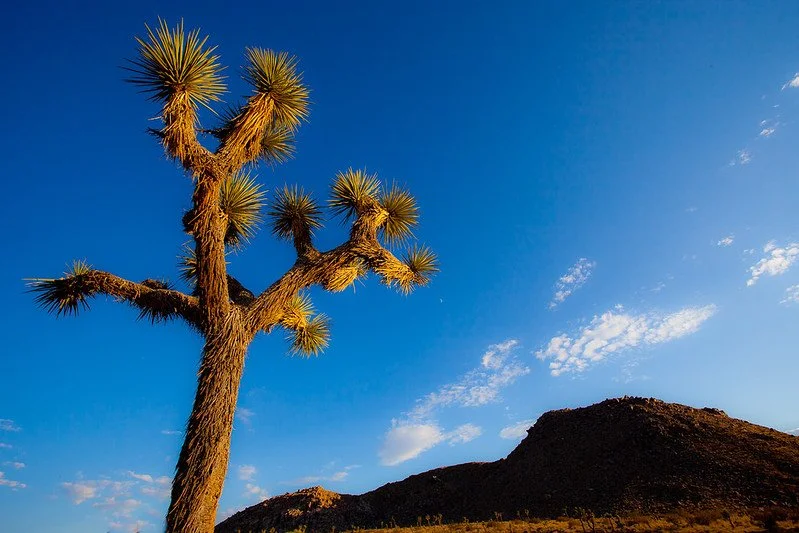 7 Famous Trees of The World