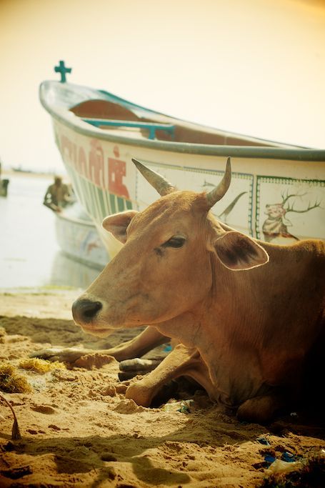  It’s good to be revered…Sacred cow gazing over morning harbor scene. 