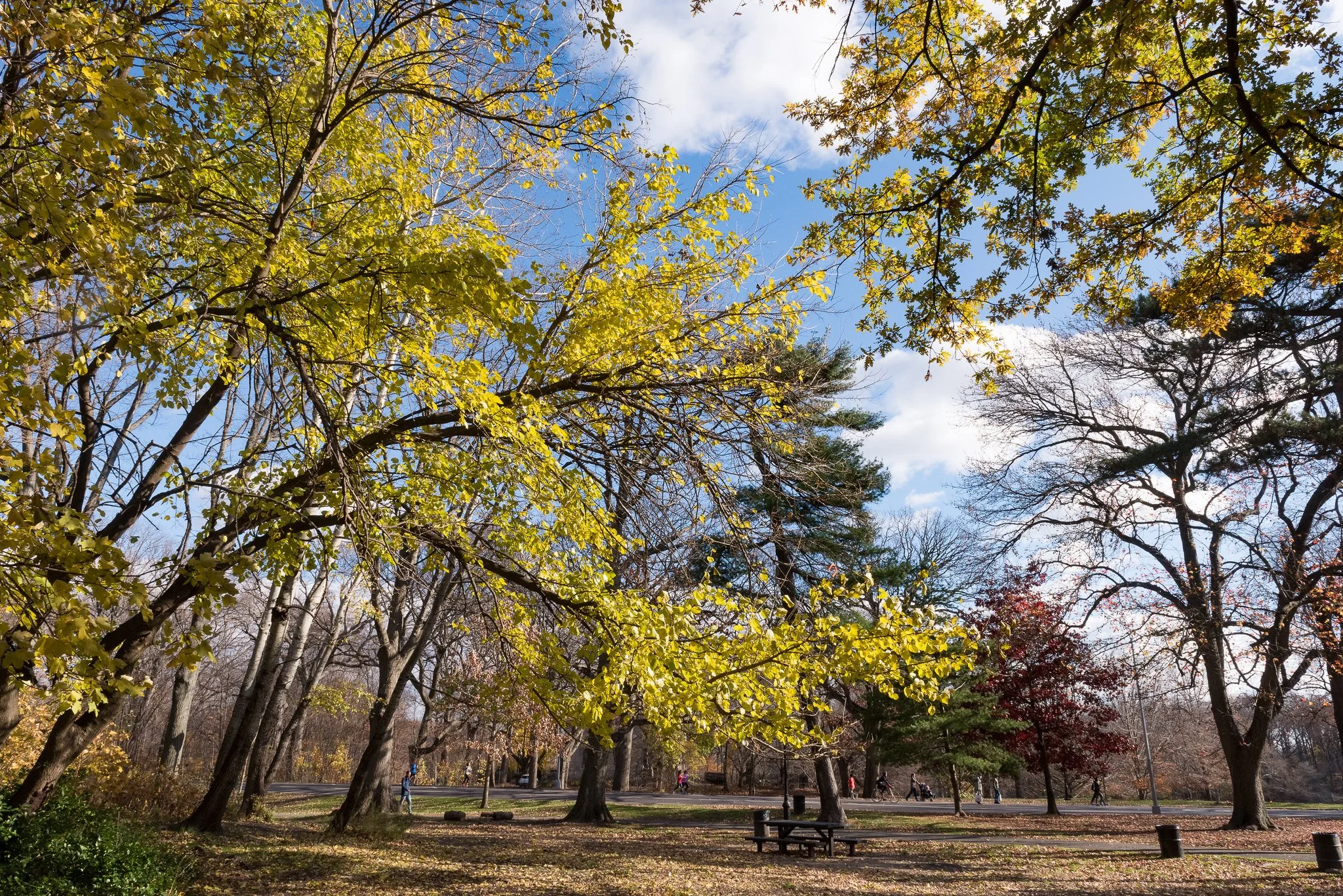 Prospect Park