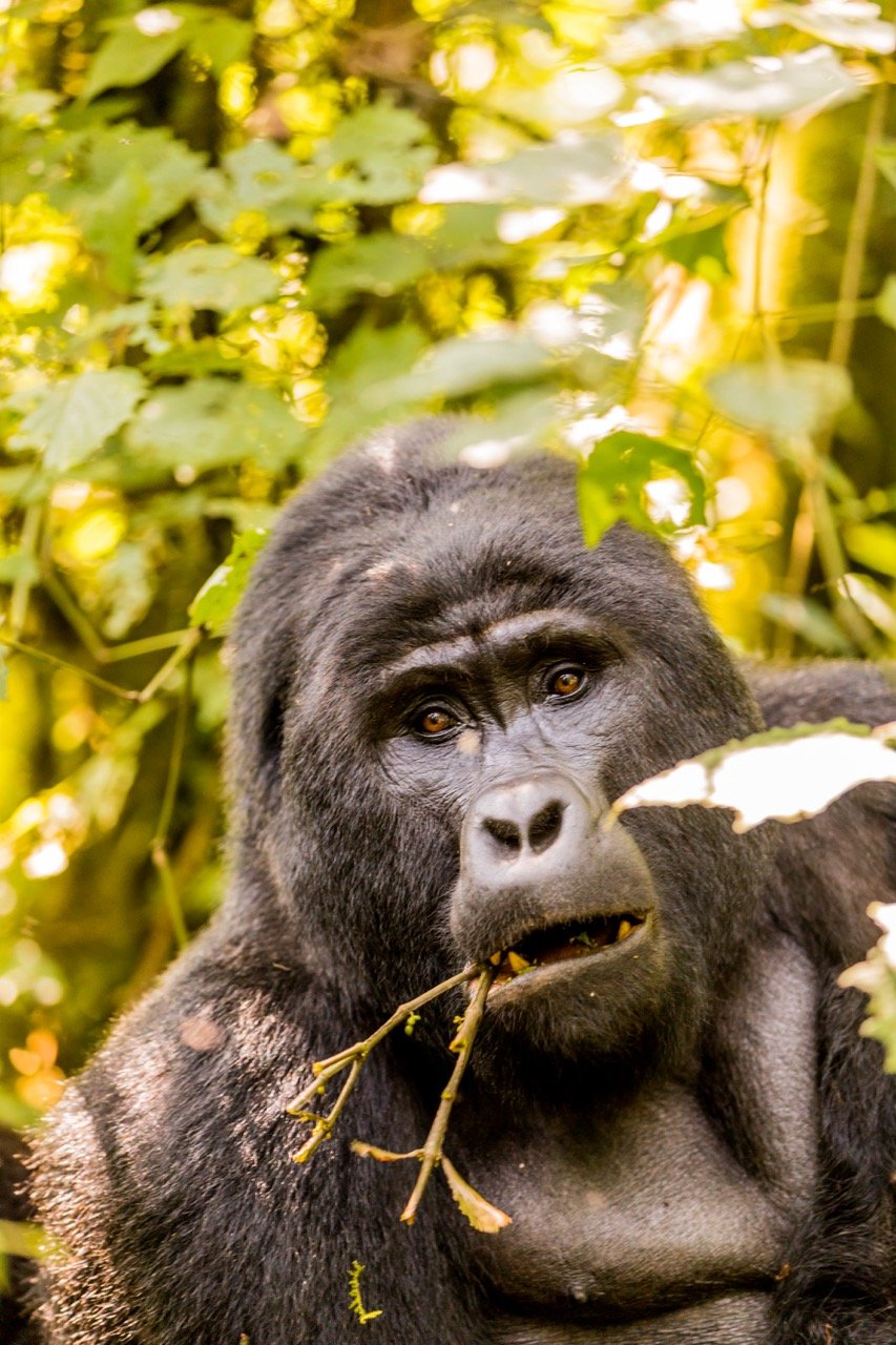 Gorilla trekking Uganda2 Large.jpeg