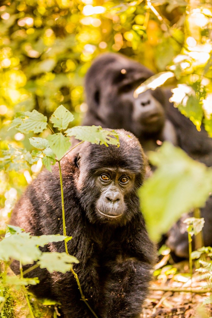 Gorilla trekking Uganda3 Large.jpeg