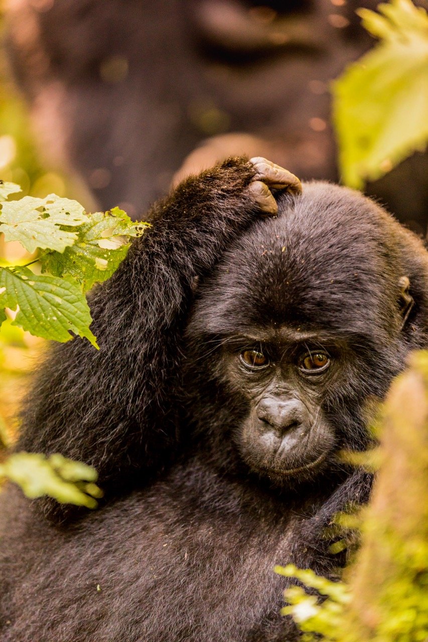 Gorilla trekking Uganda4 Large.jpeg