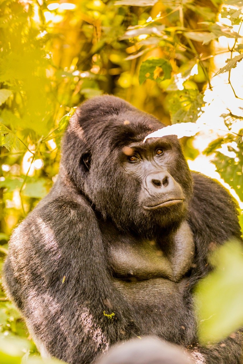 Gorilla trekking Uganda5 Large.jpeg