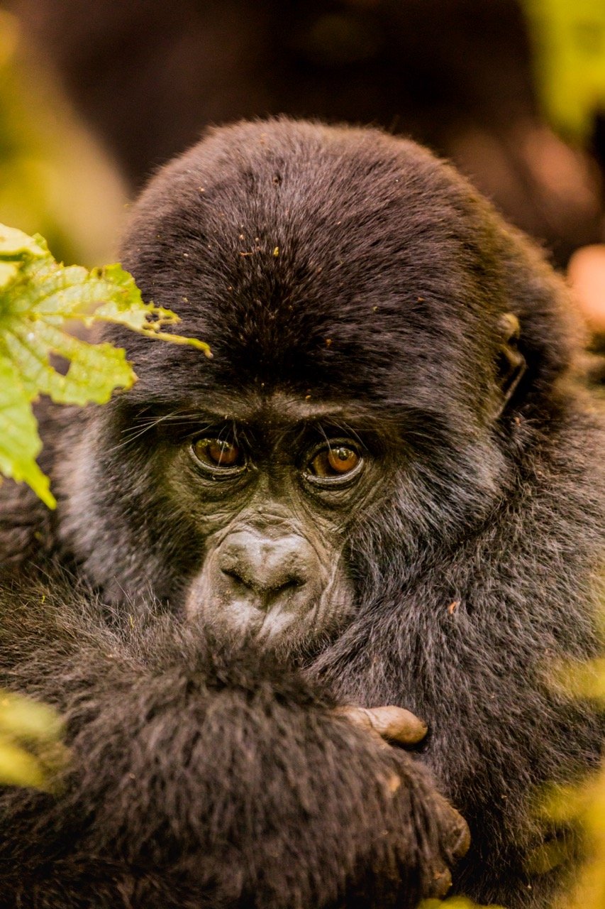 Gorilla trekking Uganda6 Large.jpeg