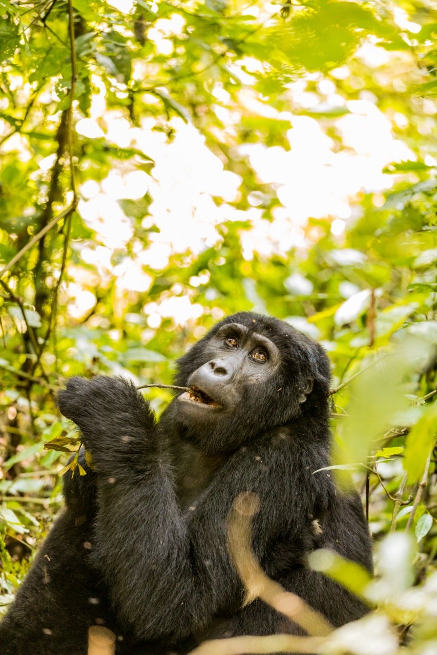 Gorilla trekking Uganda7 Large.jpeg