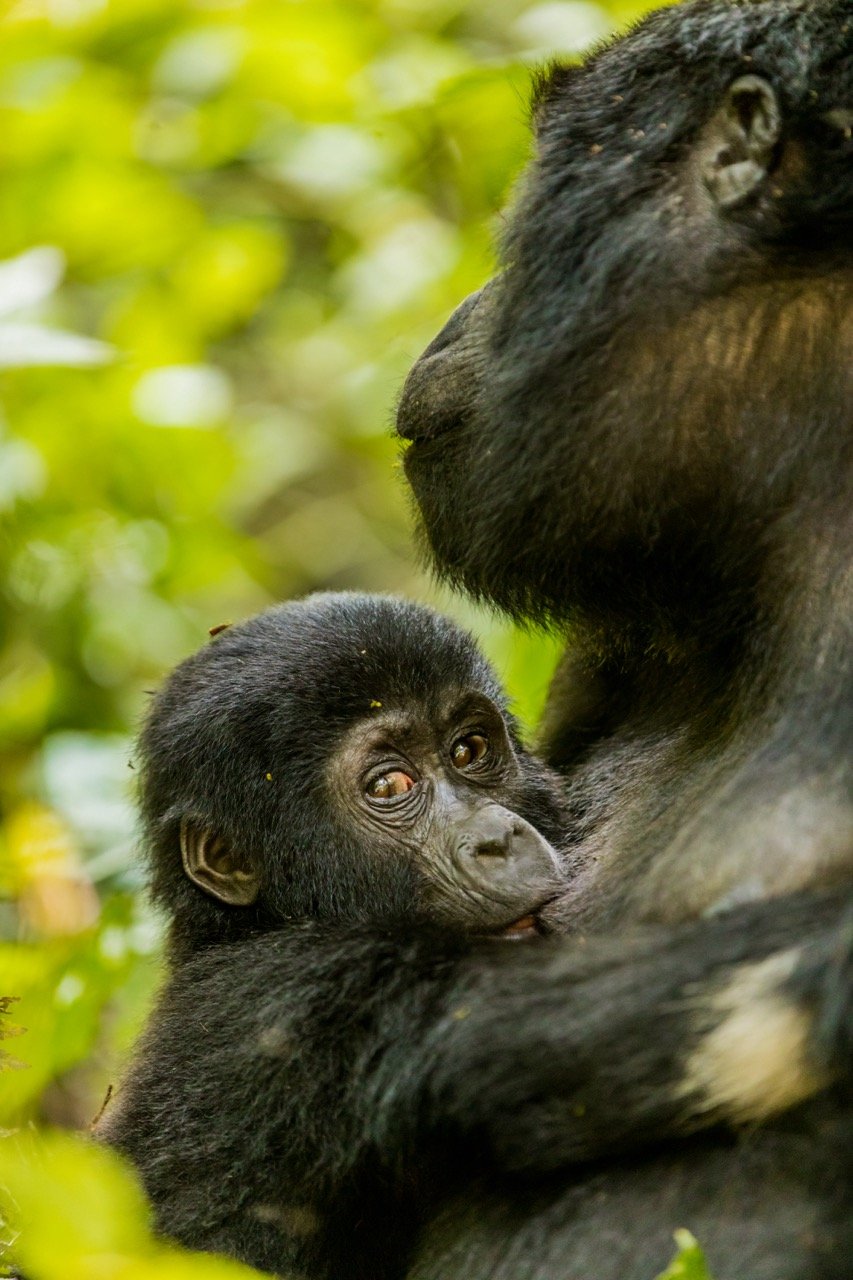 Gorilla trekking Uganda8 Large.jpeg