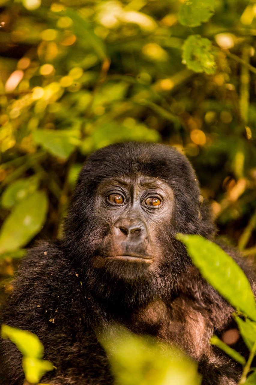 Gorilla trekking Uganda9 Large.jpeg