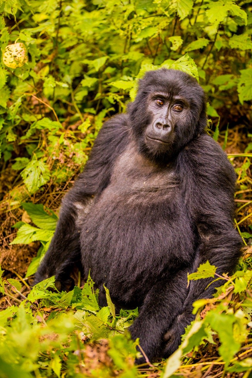 Gorilla trekking Uganda12 Large.jpeg