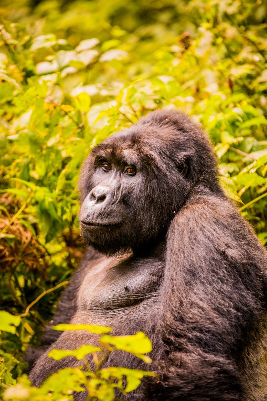 Gorilla trekking Uganda13 Large.jpeg