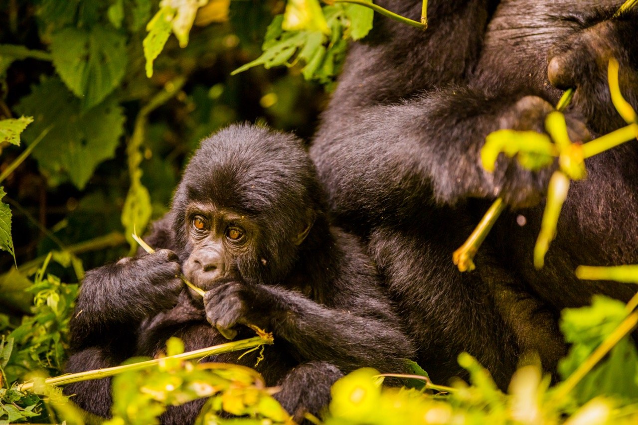 Gorilla trekking Uganda14 Large.jpeg