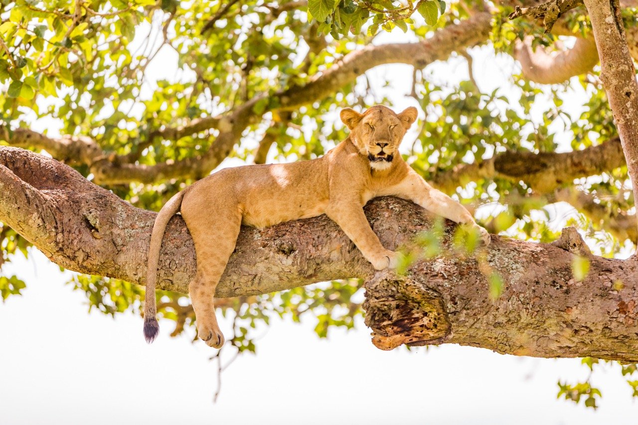 Hanging Lions7 Large.jpeg