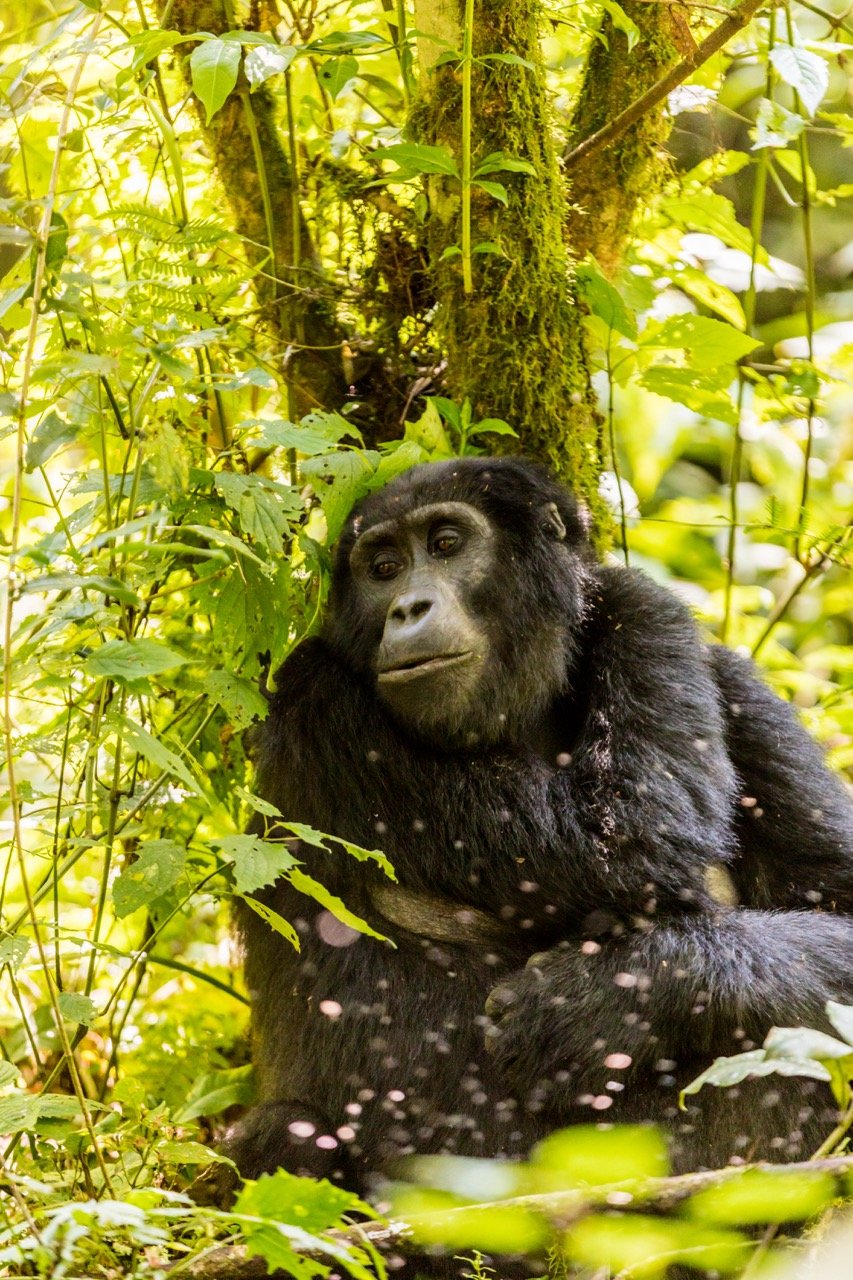 Gorilla trekking Uganda Large.jpeg