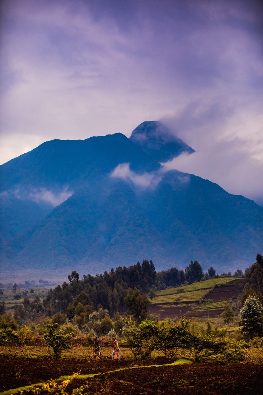 Bwindi Impenetrable forest Large.jpeg