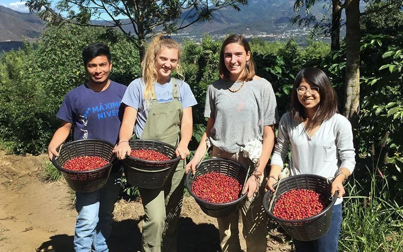 Help Grow Organic Costa Rican Coffee
