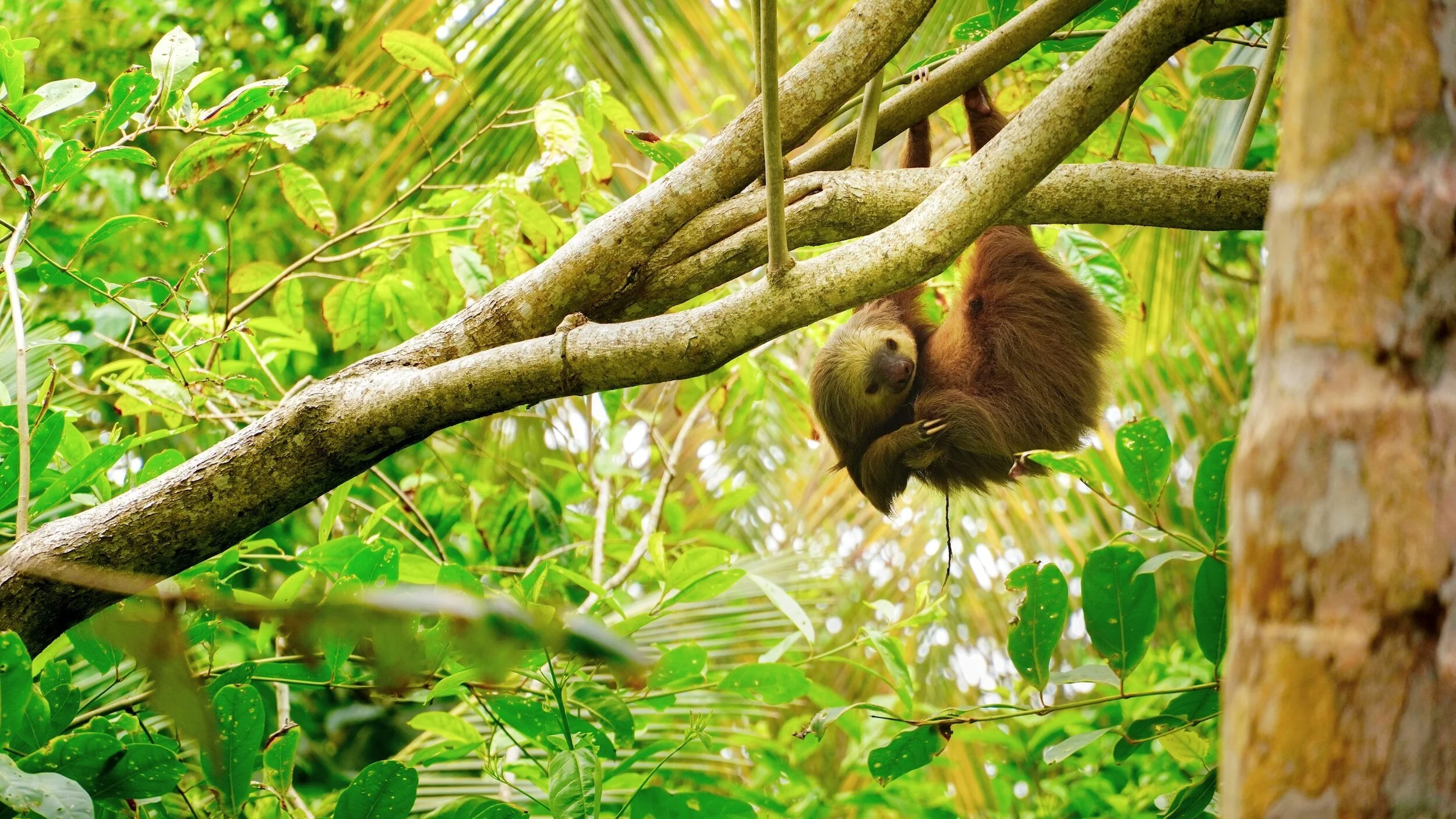 Volunteer in a Costa Rican Animal Sanctuary