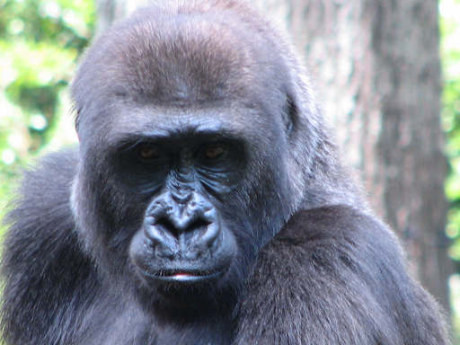 Search for Gorillas in Uganda