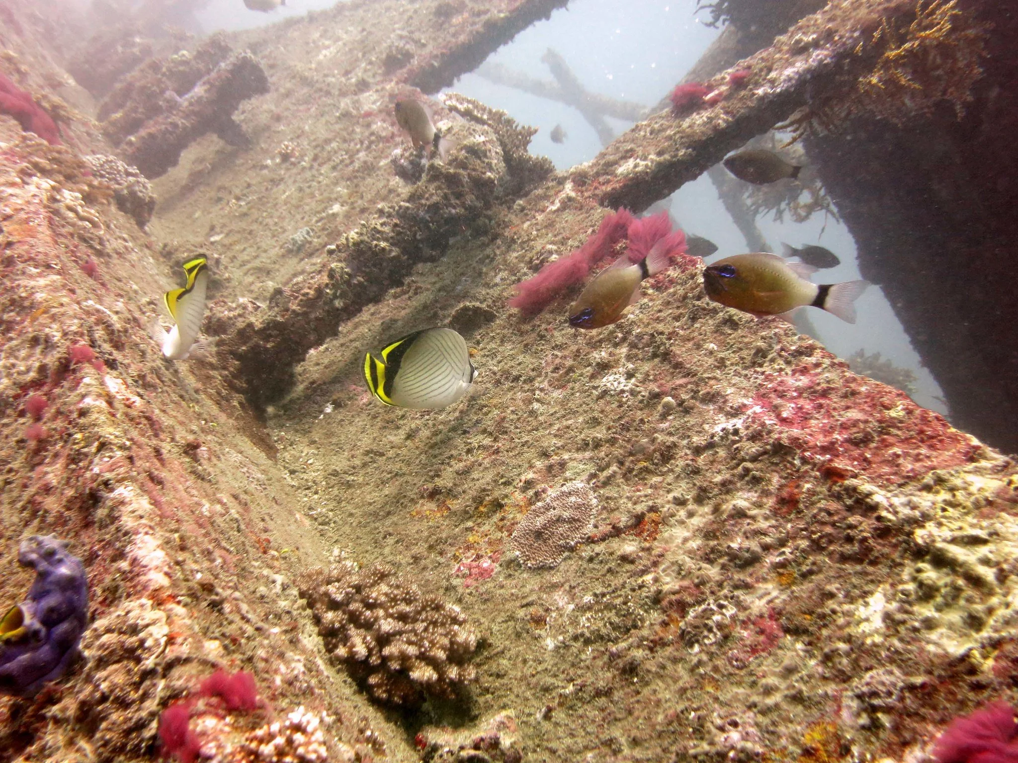 Japanese Ship Wreck Dive