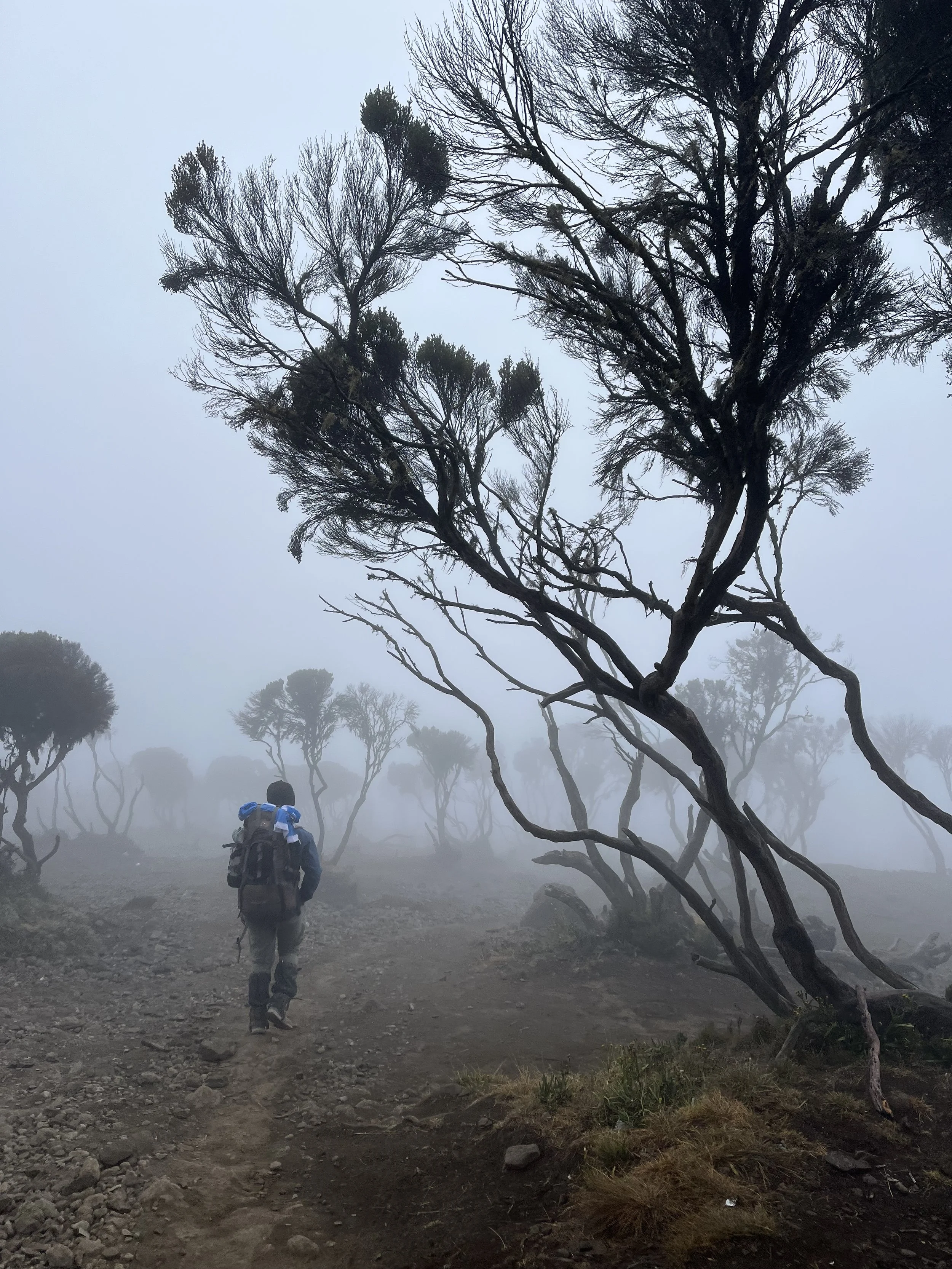 Heather.Moorlands.submerged.in.a.cloud.Isabelle.RingswaldEgan.jpg