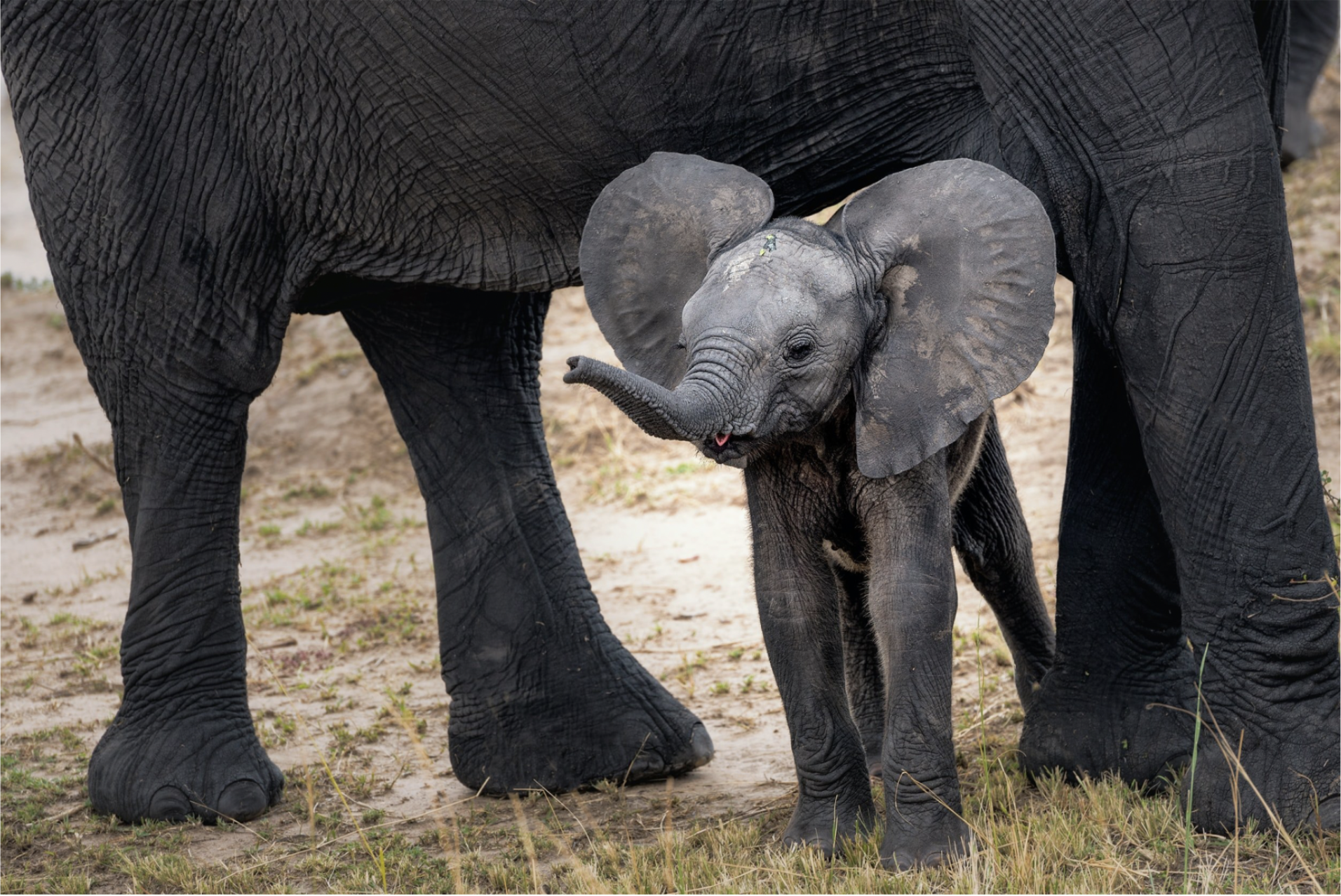 Care for Elephants at a Wildlife Rescue in Thailand