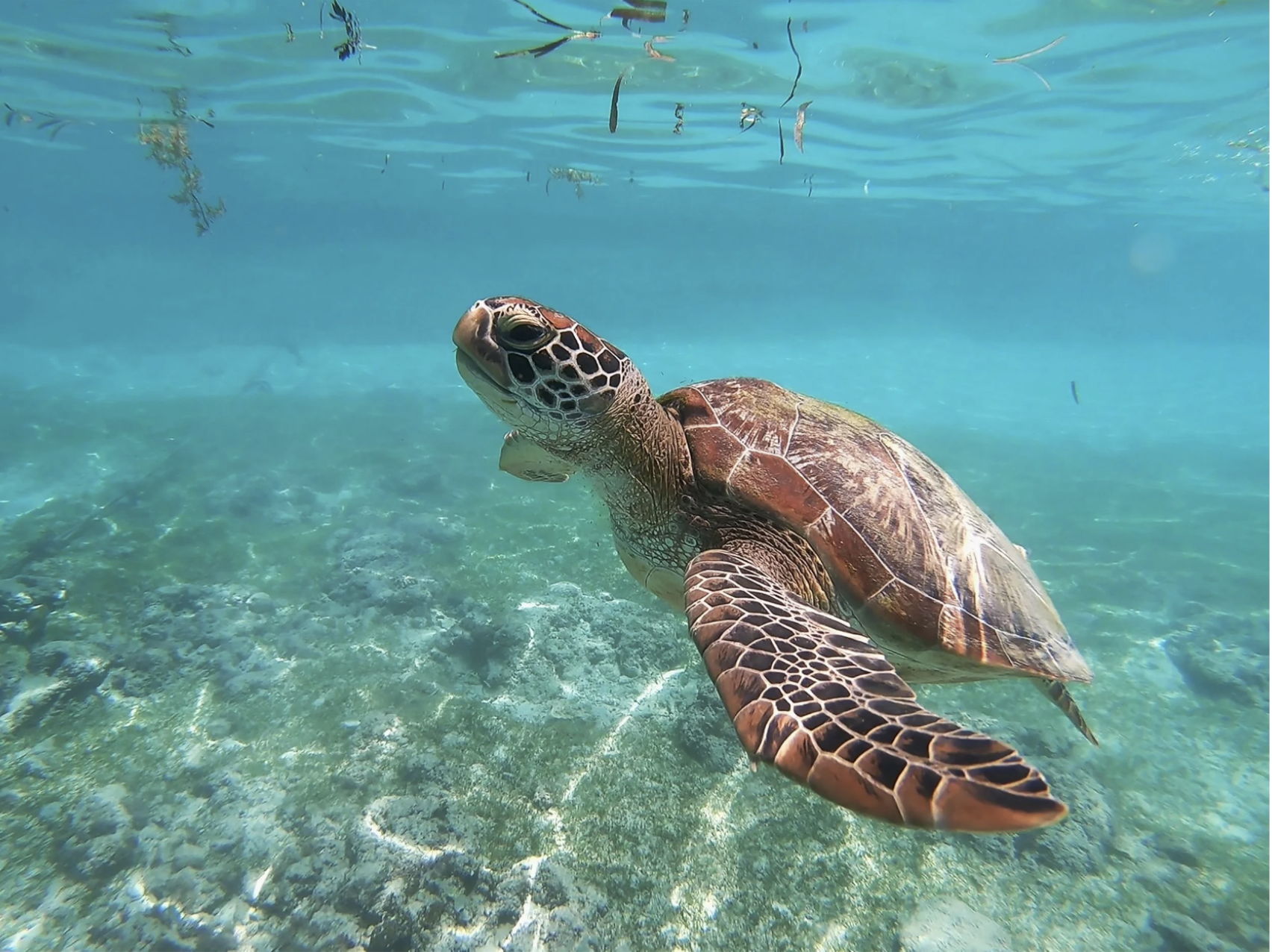 Save Sea Turtles in Bali&nbsp;