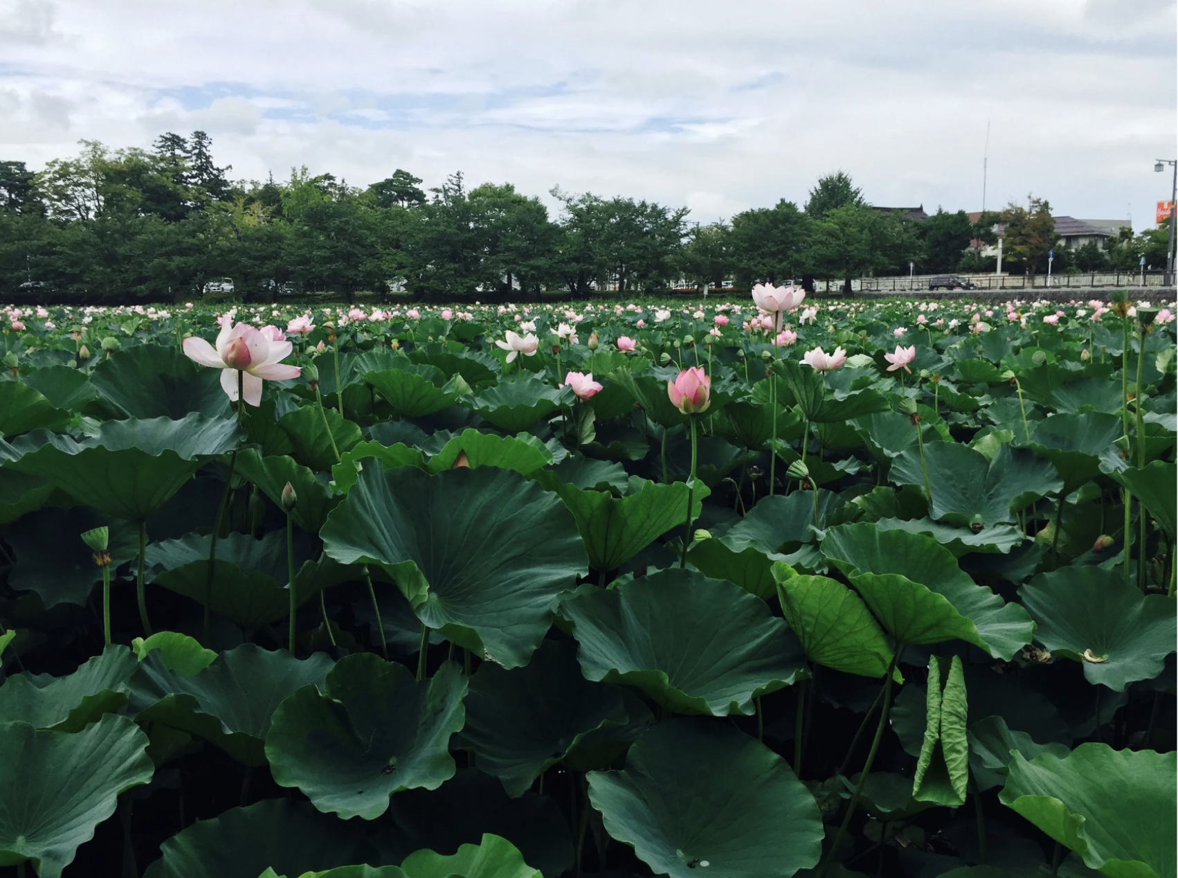 Wildlife Conservation and Cultural Immersion in Japan