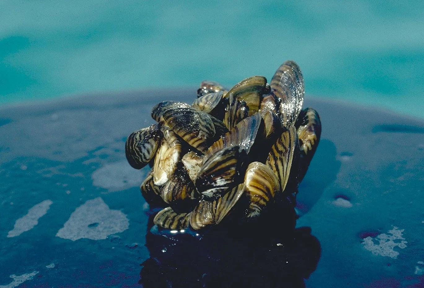 The Sinister Reason the Great Lakes Are So Clear