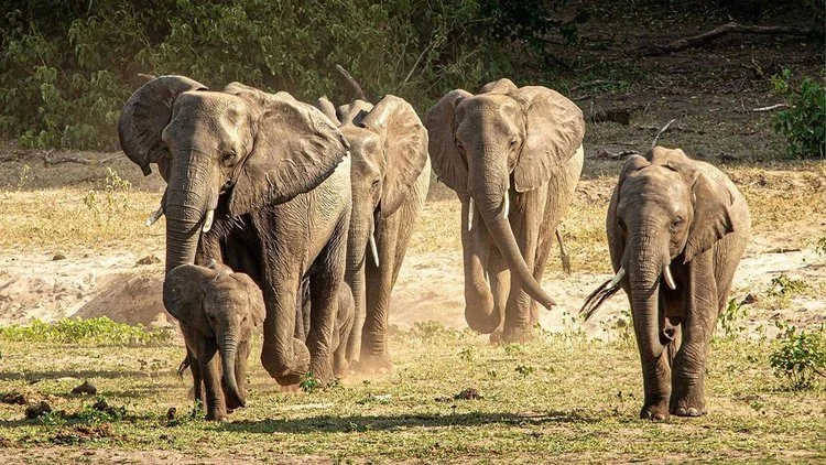 Safari and Wildlife in Southern Africa