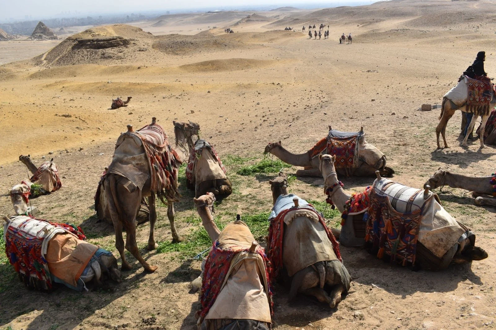 The Gray Area Between Animal Rides and Animal Rights