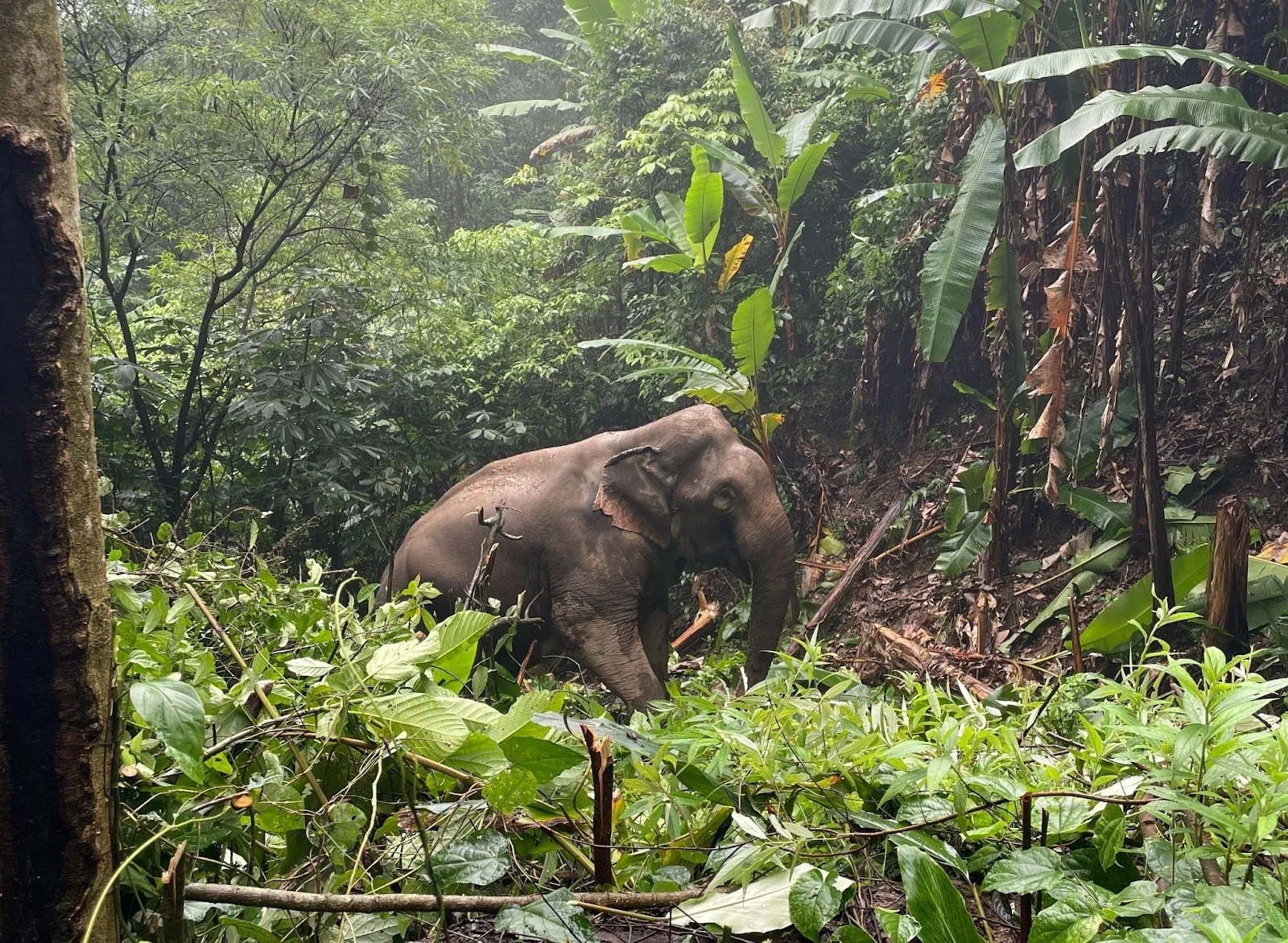 Observe “Re-wilded” Asian Elephants in their Natural Habitat in Thailand