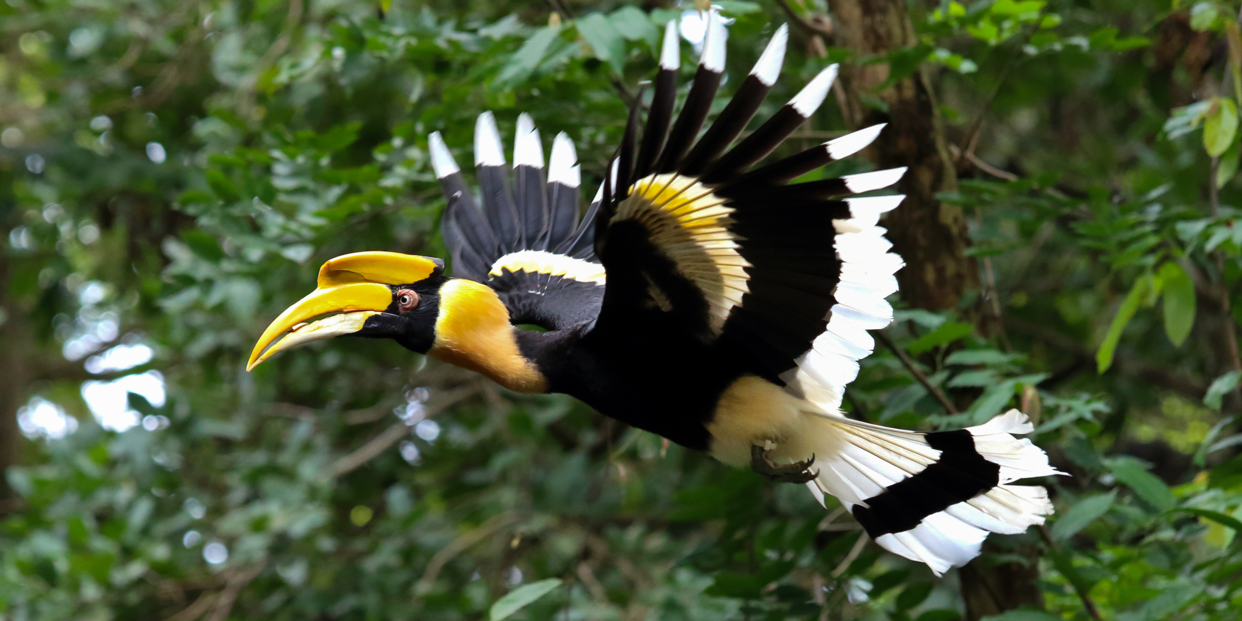 Explore Kerala on a Birding Expedition