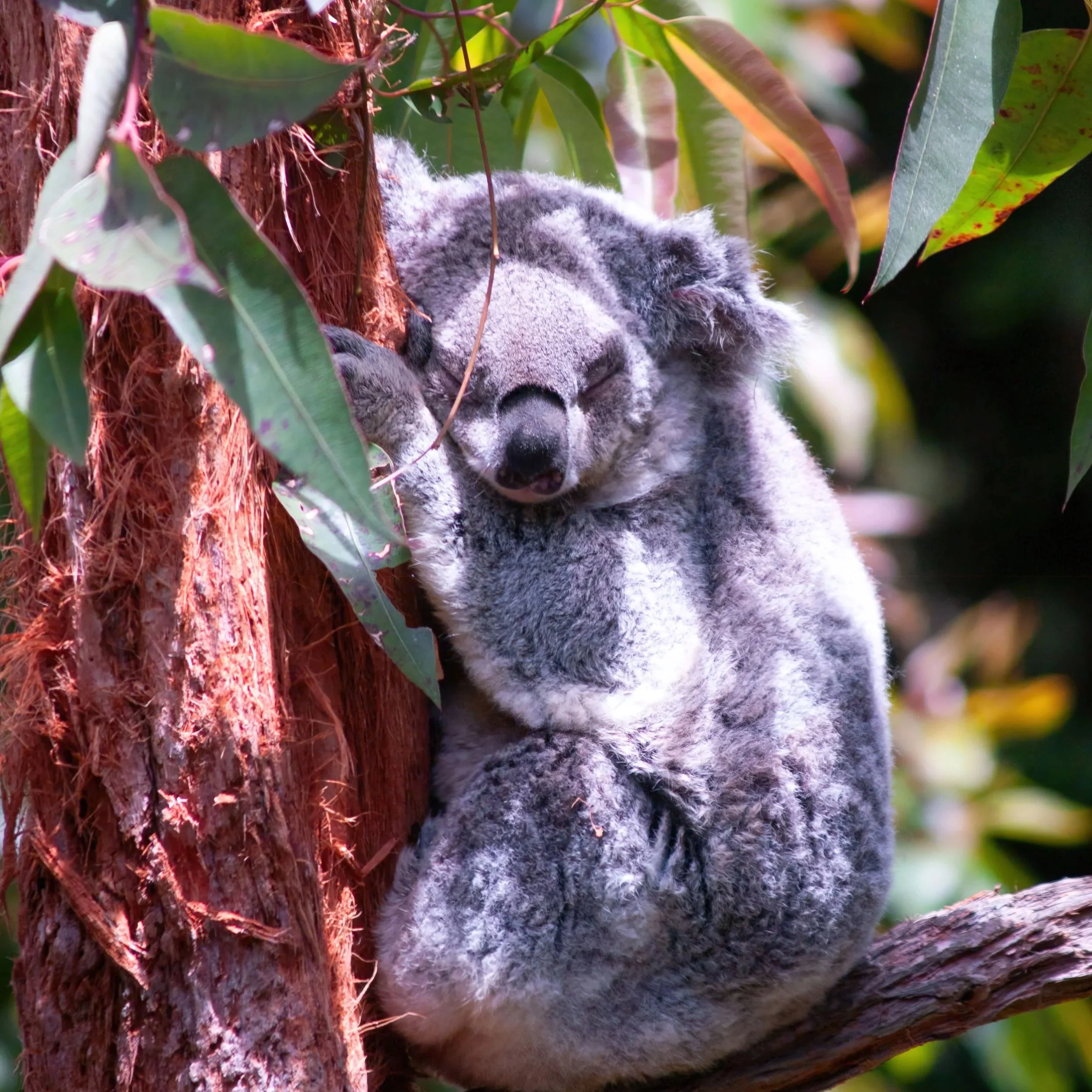 How the Climate Crisis Targets Australia’s Koalas