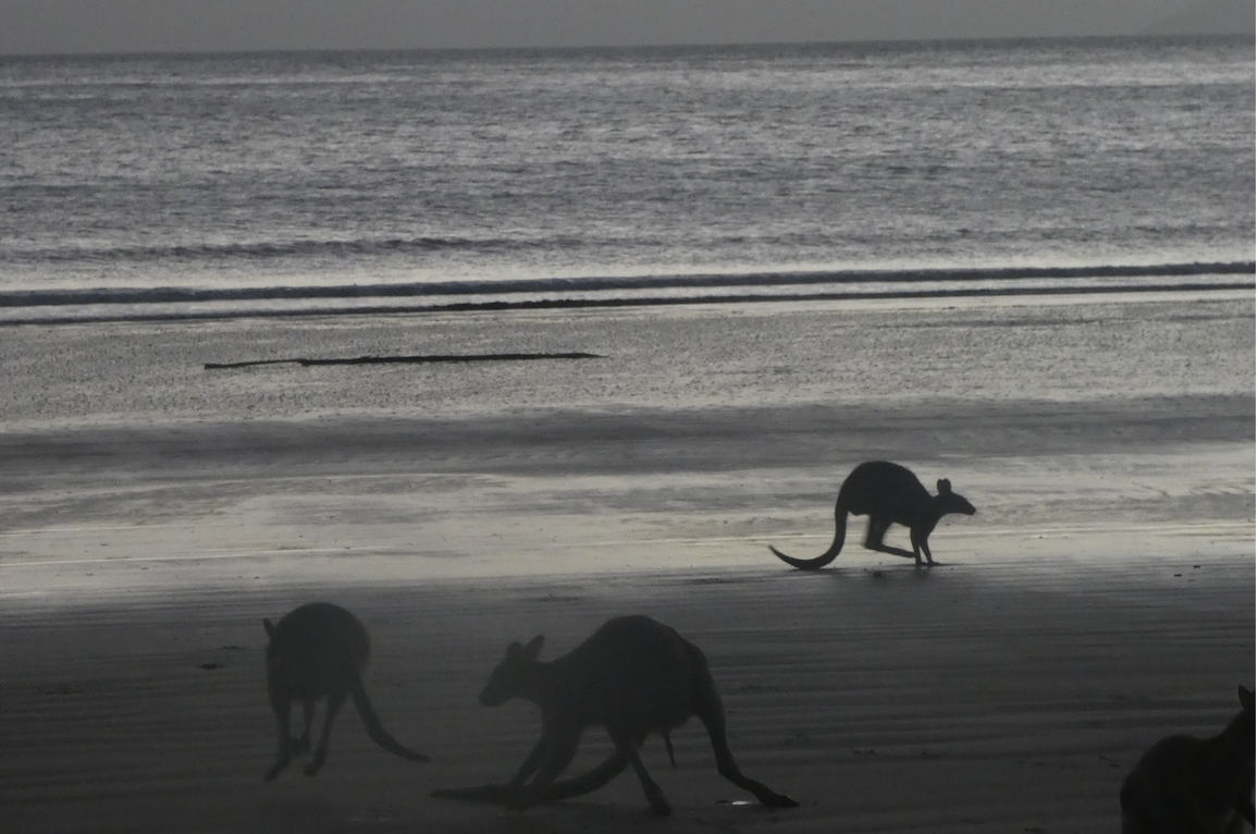 Kangaroos on Casuarina Beach, Queensland. Grace Lagerholm.