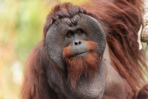 Deforestation in Borneo, Devastation for Orangutans