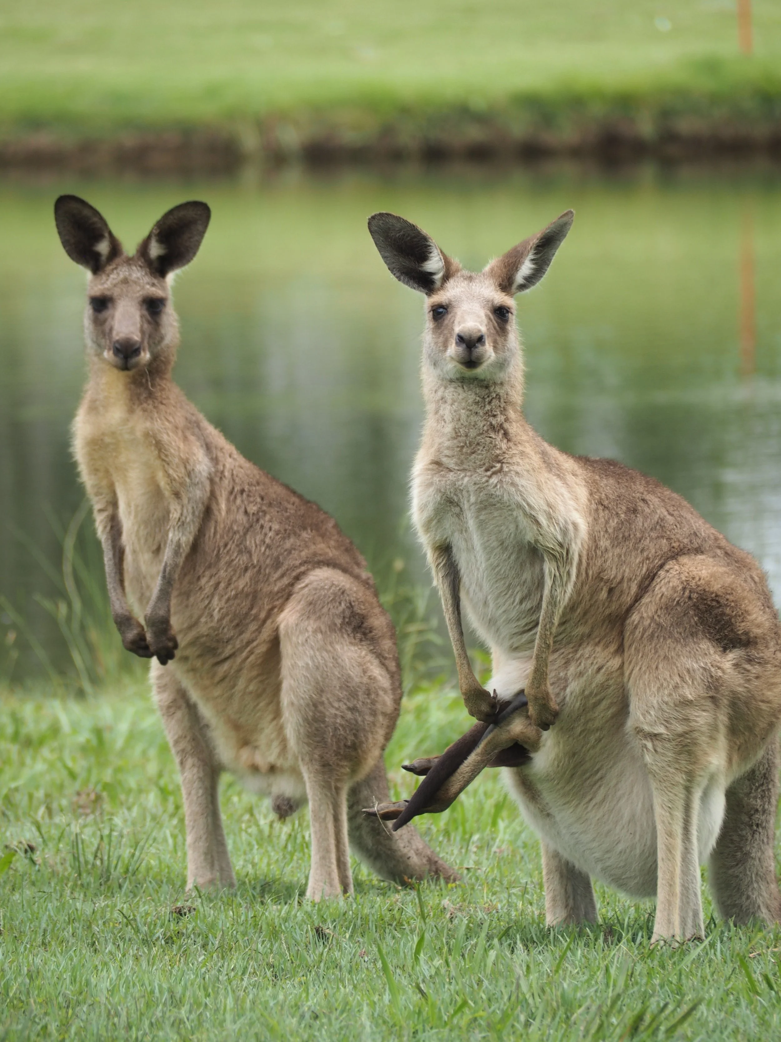 Two Kangaroos in Queensland, Australia