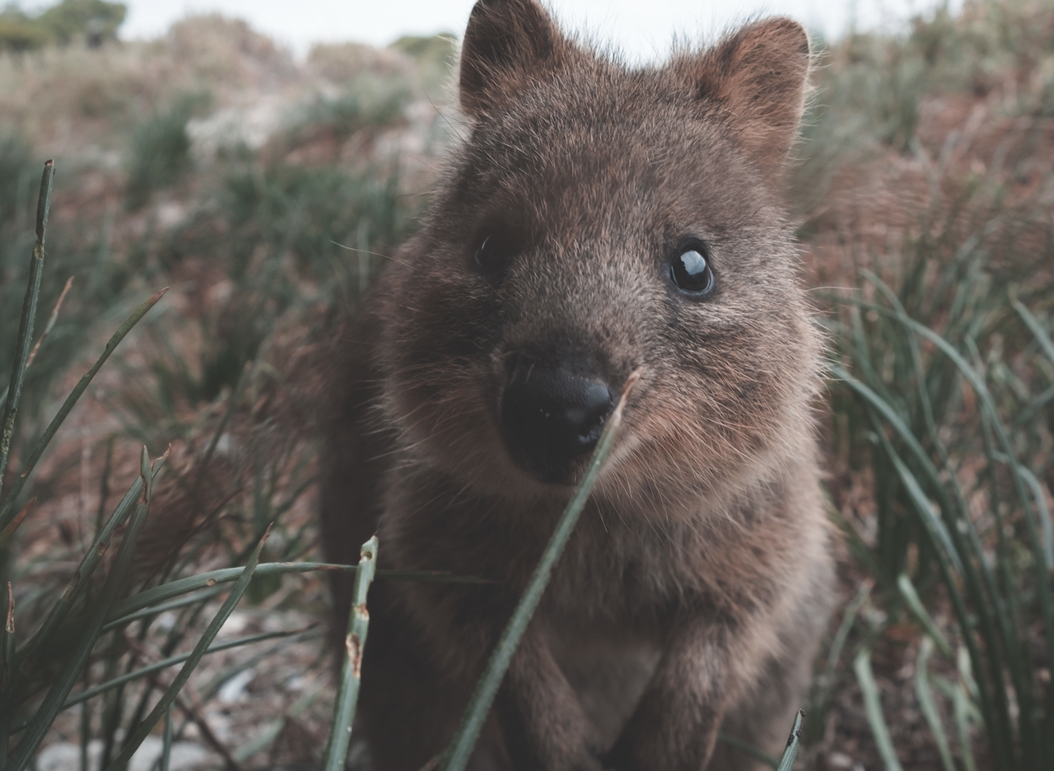 Quokka standing in grasses.