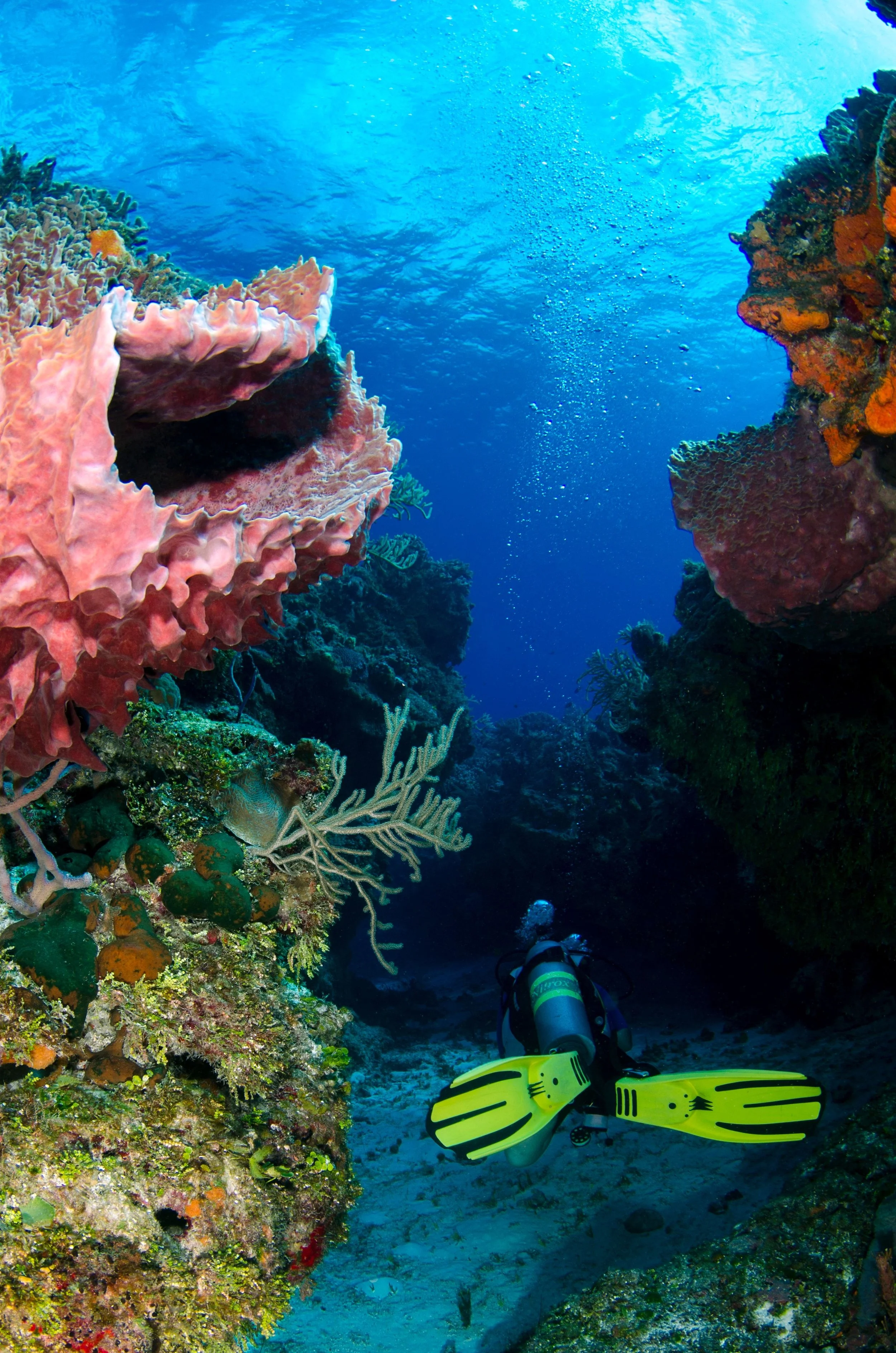 Diving in Saba