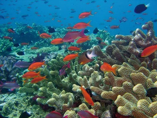 Reef-Positive Tourism in Fiji