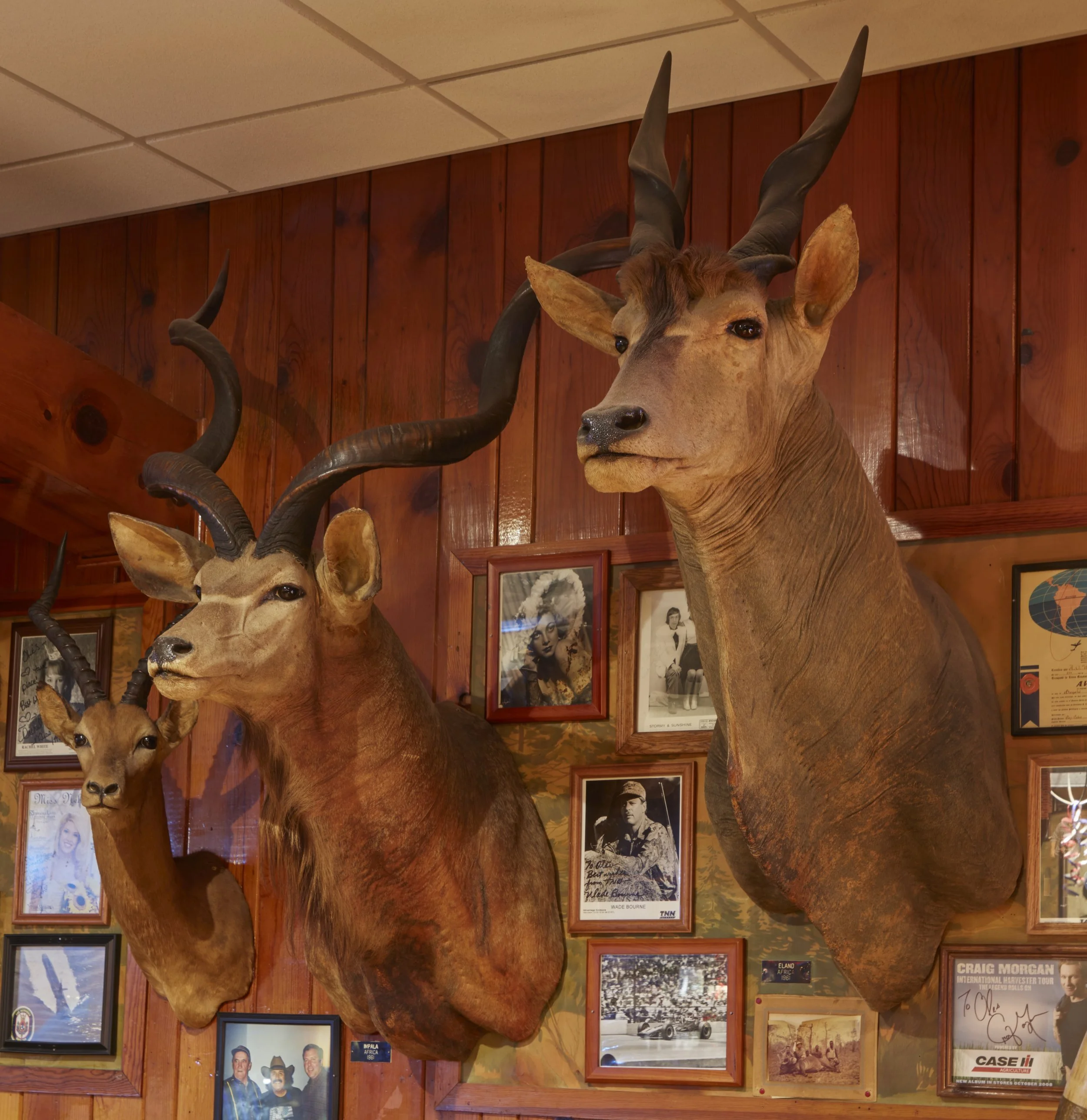 Antelope heads on the wall