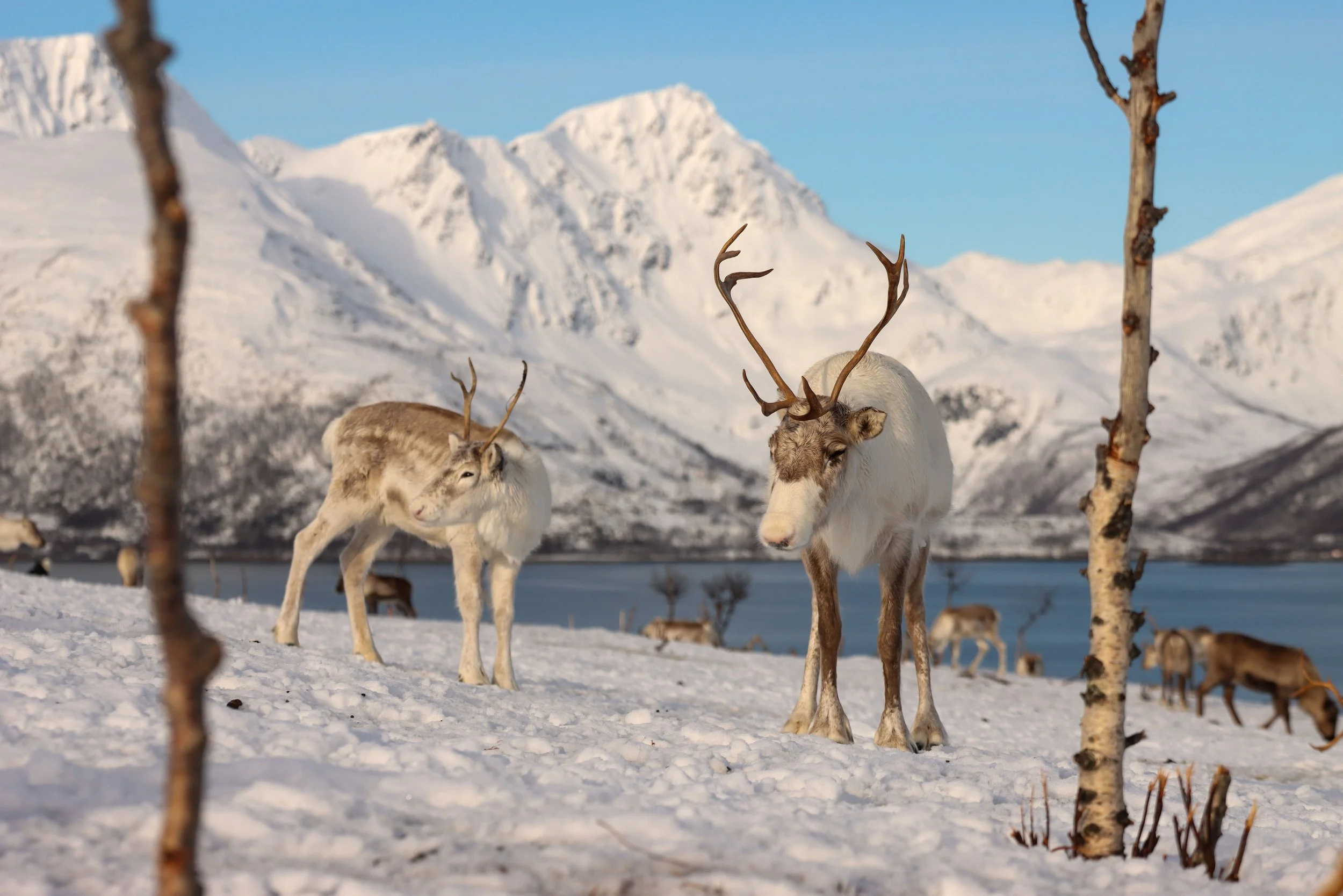 The Slow Starvation of the Arctic Reindeer