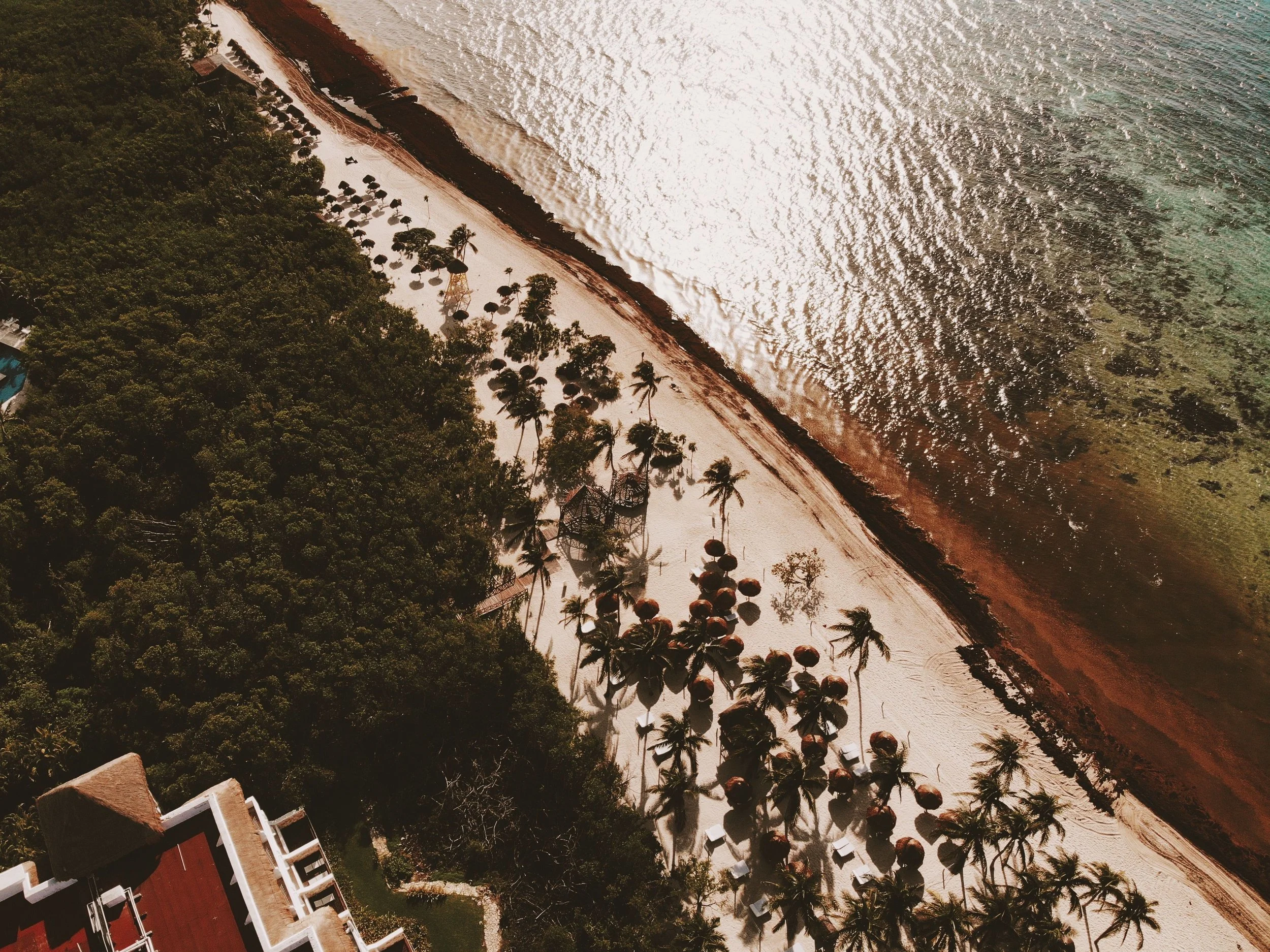 Beyond the Beach: How Mexico Is Fighting a Seaweed Crisis 