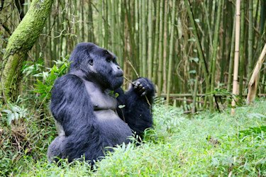 A silverback gorilla is captured chilling on a Uganda trekking experience. 